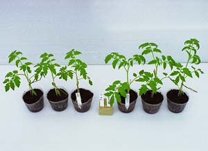 「アグリボ3」トマト遮光条件生育試験-1